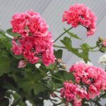 Пеларгония плющелистная Pink Chart от Завода ФЛОРА