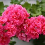 Пеларгония плющелистная Pink Chart - фото 1 от Завода ФЛОРА