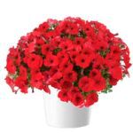 Петуния Capella Ruby Red Imp. от Завода ФЛОРА