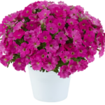 Петуния CAPELLA ROSE от Завода ФЛОРА