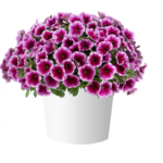 Петуния Capella Fuchsia Lace  НОВИНКА 2025 от Завода ФЛОРА