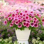 Петуния Capella Fuchsia Lace  НОВИНКА 2025 - фото 1 от Завода ФЛОРА