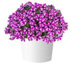 Петуния Capella Magenta Diamond  НОВИНКА 2025 от Завода ФЛОРА