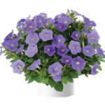 Петуния Ray Classic Blue от Завода ФЛОРА