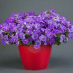 Петуния Ray Classic Blue - фото 2 от Завода ФЛОРА