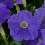 Петуния Ray Classic Blue - фото 1 от Завода ФЛОРА