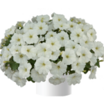 Петуния White Ray от Завода ФЛОРА