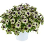 Петуния Amazonas Plum Cockatoo  НОВИНКА 2025 от Завода ФЛОРА