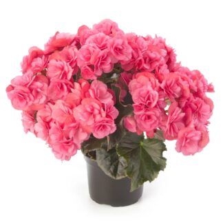 Бегония Элатиор Барсеба розовая от Завода ФЛОРА