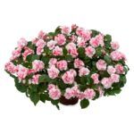 Бальзамин  Musica Bicolor Pink от Завода ФЛОРА