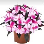 Бальзамин Magnum Violet Star от Завода ФЛОРА