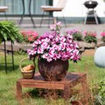 Бальзамин Magnum Violet Star - фото 1 от Завода ФЛОРА