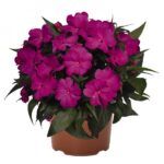 Бальзамин новогвинейский Magnum Dark Lavender от Завода ФЛОРА