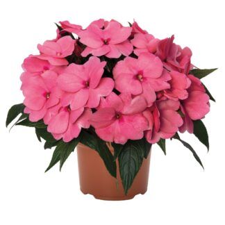 Бальзамин Magnum Clear Pink (0,1л)