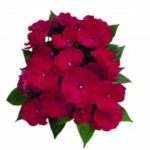 Бальзамин новогвинейский Paradise Martinique Grande от Завода ФЛОРА