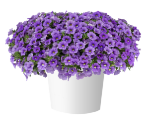 Калибрахоа LIA Sky Blue (срез/5шт) НОВИНКА 2025