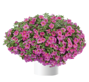 Калибрахоа Lia Bubblegum (срез/5шт)