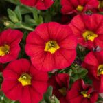 Калибрахоа LIA Chili Pepper  НОВИНКА 2025 от Завода ФЛОРА