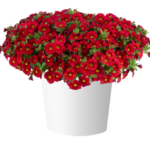 Калибрахоа LIA Chili Pepper  НОВИНКА 2025 от Завода ФЛОРА