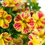 Калибрахоа LIA Abstract Lemon Cherry  НОВИНКА 2025 - фото 1 от Завода ФЛОРА