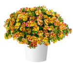 Калибрахоа LIA Abstract Lemon Cherry  НОВИНКА 2025 от Завода ФЛОРА