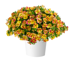 Калибрахоа LIA Abstract Lemon Cherry (срез/5шт) НОВИНКА 2025