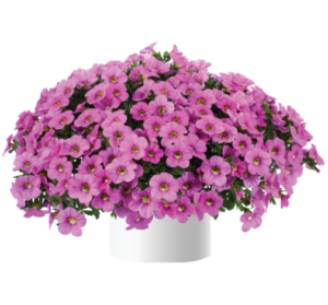 Калибрахоа Colibri Pink Flamingo (срез/5шт)