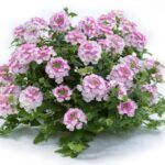 Вербена Vanessa Bicolor Pink от Завода ФЛОРА