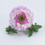 Вербена Vanessa Bicolor Pink - фото 1 от Завода ФЛОРА