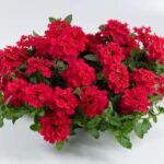 Вербена Vanessa Red - фото 1 от Завода ФЛОРА