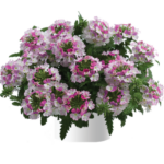 Вербена Vanessa Compact Bicolor Rose от Завода ФЛОРА