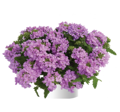 Вербена Vanessa Compact Lavender (0,1л)