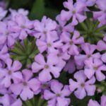 Вербена Vanessa Compact Lavender - фото 1 от Завода ФЛОРА