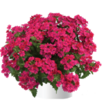 Вербена Vanessa Compact Neon Pink от Завода ФЛОРА