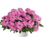 Вербена Vanessa Compact Pink от Завода ФЛОРА