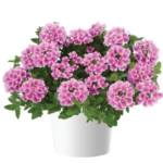 Вербена VANESSA COMPACT Rosa от Завода ФЛОРА