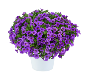 Калибрахоа LIA Violet (срез/5шт)