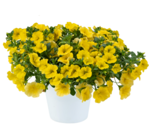 Калибрахоа LIA Yellow improved (срезы/5шт)