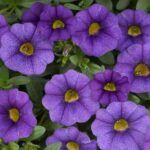 Калибрахоа Noa Blue Legend - фото 1 от Завода ФЛОРА