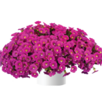 Калибрахоа Noa Dark Pink Carnival - фото 1 от Завода ФЛОРА