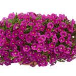 Калибрахоа Noa Dark Pink Carnival - фото 2 от Завода ФЛОРА