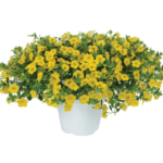 Калибрахоа Noa Yellow от Завода ФЛОРА