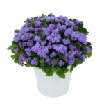 Агератум AGUILERA VIOLET от Завода ФЛОРА