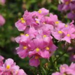 Немезия NESIA Spring Blush - фото 1 от Завода ФЛОРА