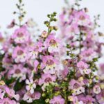 Ангелония узколистная Big Bicolor Pink Improved  НОВИНКА - фото 1 от Завода ФЛОРА