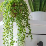 Пеперомия Prostrata от Завода ФЛОРА