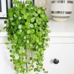 Дисхидия Нуммулария от Завода ФЛОРА