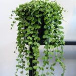 Дисхидия Нуммулария - фото 2 от Завода ФЛОРА