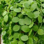 Дисхидия Нуммулария - фото 1 от Завода ФЛОРА