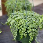 Пеперомия Prostrata - фото 1 от Завода ФЛОРА